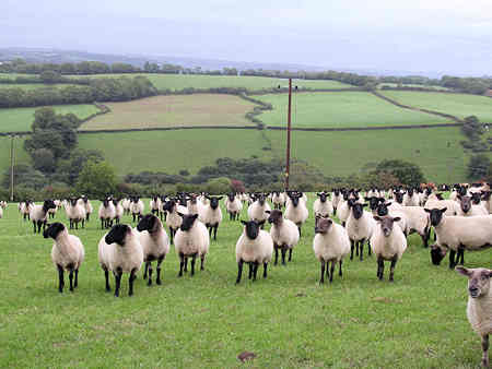 sheep waiting to be fed